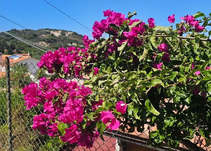 Azzurro Mare Tatil Evi *